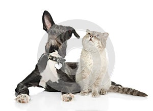 Cat and dog looking up.