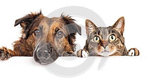 Cat and dog lying together isolated on white background. Generative AI