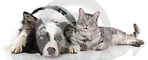 Cat and dog lying on white background