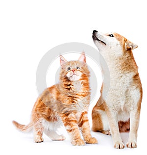 Cat and dog. Maine coon and shiba inu looking up