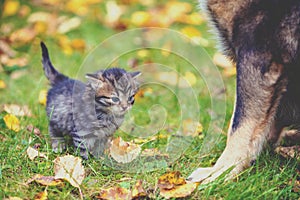 Little kitten standing near the big dog in the autumn garden