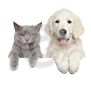 Cat and dog over white banner