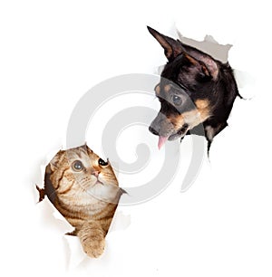 Cat and dog in paper side torn hole isolated