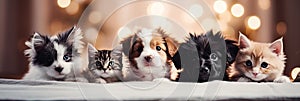 A cat and a dog peeking out from behind a white board. Cute puppy and kitten with a defocused background, cozy