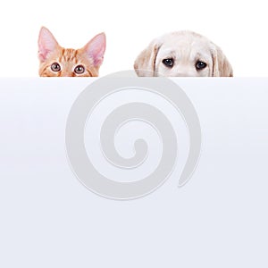 Cat and dog pets peeking over sale sign isolated