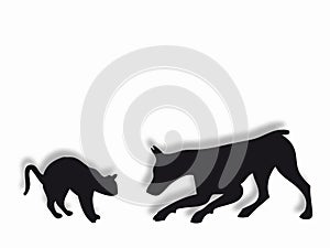 Cat and dog playing