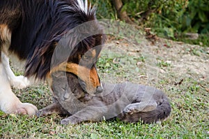 Gatto un il cane 