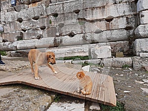 CAT AND DOG PLAYING TOGETHER