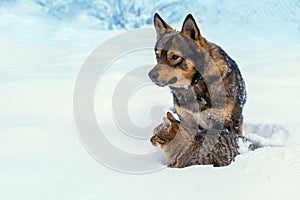 Cat and dog playing together on the snow