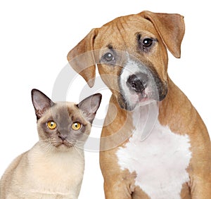 Cat and Dog portrait on a white background