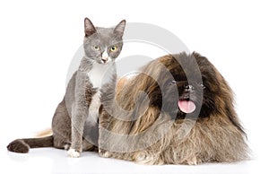 Cat and Dog posing. isolated on white background