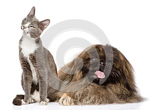 Cat and Dog posing. on white background