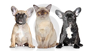 Cat and dog puppies on a white background