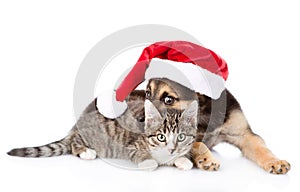 Cat and Dog in red christmas hat. isolated on white background
