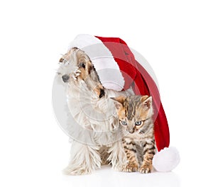 Cat and dog with red santa hat. isolated on white background