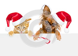 Cat and dog in red santa hats with Christmas candy cane looking