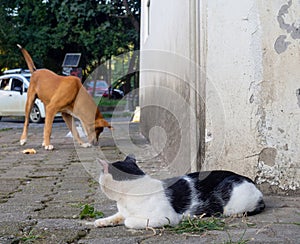 Cat and dog relationship concept. Yard animals. Good neighbors. The cat looks at the dog from around the corner