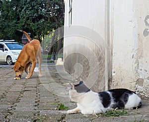 Cat and dog relationship concept. Yard animals. Good neighbors. The cat looks at the dog from around the corner