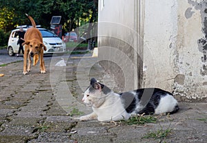 Cat and dog relationship concept. Yard animals. Good neighbors. The cat looks at the dog from around the corner