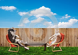 Cat and dog relaxing