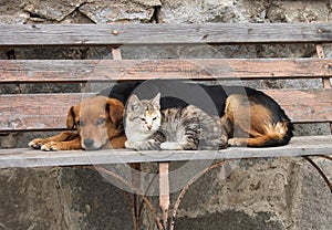 Cat and dog are resting