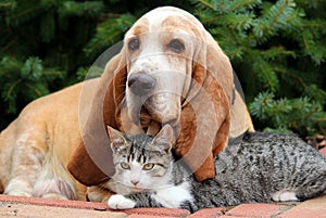 Cat and dog resting together