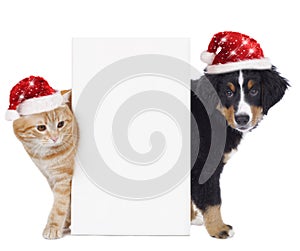 Cat and dog with santa hat