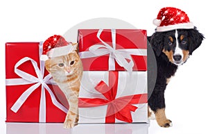 Cat and dog with santa hat and gifts