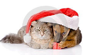 cat and dog with santa hat and red box. isolated on white background