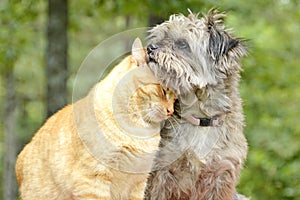 Cat and Dog Share Companionship in the Forest