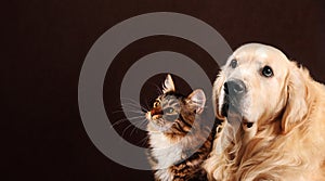 Gato a el perro siberiano gatito  perro perdiguero de oro apariencia sobre el a la izquierda 