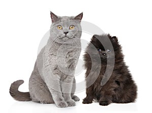 Cat and dog sits on white background