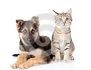 Cat and dog sitting in front. isolated on white background