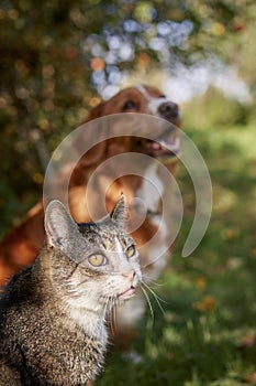 Cat and dog sitting together in grass on sunny day