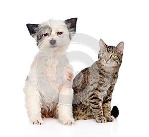 Cat and dog sitting together. isolated on white background