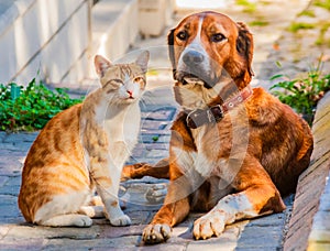 Cat and dog sitting together on a sidewalk