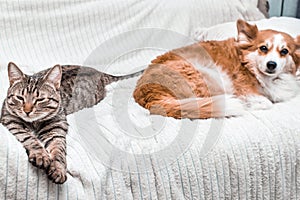 Cat and dog sleep together on the bed at apartment. concept cat and dog at home