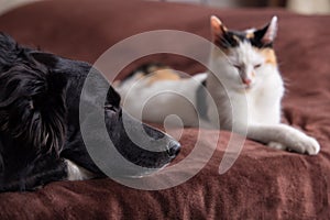 Cat and dog sleep together. Kitten and puppy taking a nap. Pets. Animal care. Love and friendship. Pets