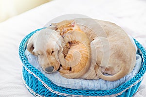 Cat and dog sleeping. Puppy and kitten sleep