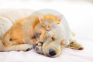 Cat and dog sleeping. Puppy and kitten sleep