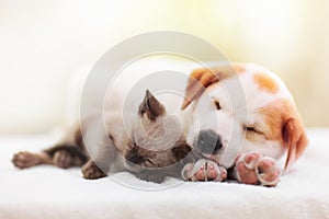 Cat and dog sleeping. Puppy and kitten sleep