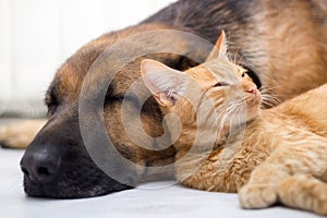 Cat and dog sleeping together