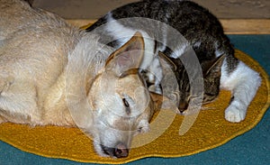 Cat and Dog are sleeping together on the floor.