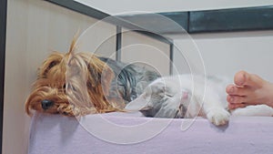 Cat and a dog are sleeping together funny video. cat and dog friendship indoors lifestyle the sleeping at the feet of