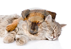 Cat and dog sleeping together. isolated on white background