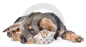 Cat and dog sleeping together. isolated on white background