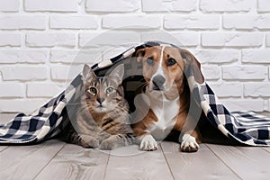 Cat and dog snuggle under blanket on wooden floor, cozy and intimate setting