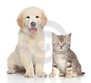 Cat and dog together