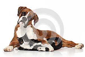 Cat and dog together