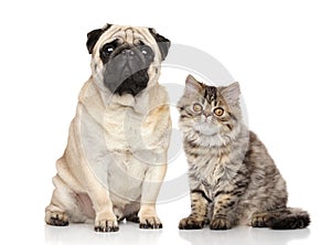 Cat and Dog together
